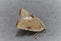 Agonopterix nervosa
