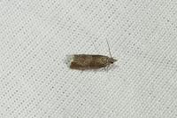 Dichrorampha