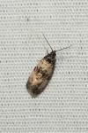 Cochylichroa atricapitana