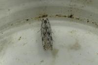 Carpatolechia proximella