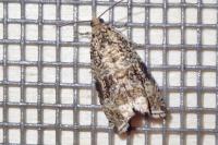 Celypha lacunana