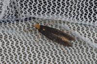 Monopis nigricantella
