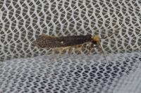 Monopis nigricantella