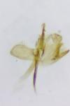 Monopis nigricantella
