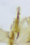 Monopis nigricantella