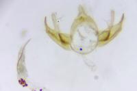 Blastobasis glandulella