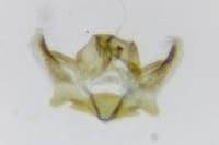 Pontoturania posterana