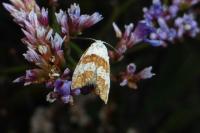 Phtheochroa fulvicinctana