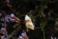 Phtheochroa fulvicinctana