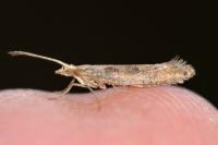 Plutella xylostella