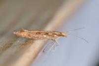Plutella xylostella