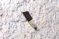 Trichophaga bipartitella