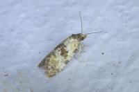 Neocochylis molliculana