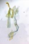 Bucculatrix chrysanthemella