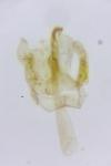 Bucculatrix chrysanthemella