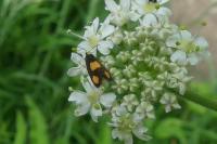 Pammene aurana