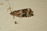 Celypha lacunana