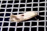 Elachista maculicerusella