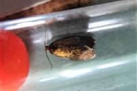 Ptycholoma lecheana