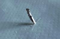 Argyresthia spinosella