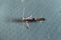 Argyresthia spinosella