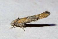 Zelleria oleastrella