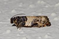 Gypsonoma sociana