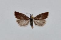 Dichrorampha acuminatana