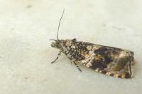 Celypha lacunana