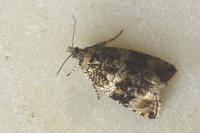 Celypha lacunana