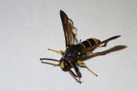 Paranthrene tabaniformis