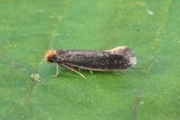 Monopis imella