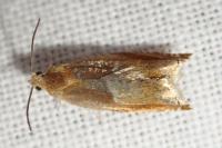 Ancylis mitterbacheriana