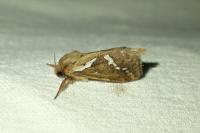 Korscheltellus lupulinus