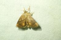 Apoda limacodes