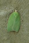 Tortrix viridana