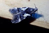 Teleiodes luculella