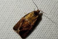 Ptycholoma lecheana