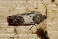 Pammene fasciana