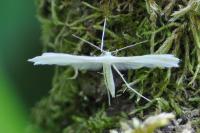Pterophorus pentadactylus