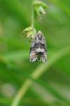 Celypha lacunana