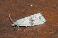 Celypha striana