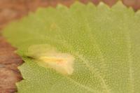 Phyllonorycter ulmifoliella