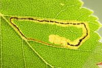 Stigmella lapponica