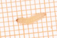 Eriocrania sparrmannella