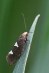 Incurvaria masculella