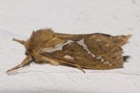 Korscheltellus lupulinus