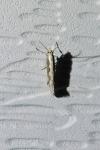 Plutella xylostella
