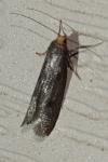 Spuleria flavicaput