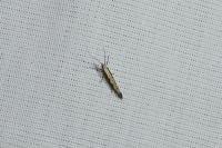 Plutella xylostella